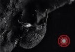 Standbild Boll Weevil United States USA, 1930, aus Sekunde 18 historischem Filmmaterial Videoclip 65675028373