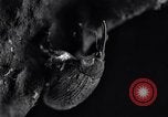 Standbild Boll Weevil United States USA, 1930, aus Sekunde 19 historischem Filmmaterial Videoclip 65675028373