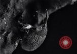 Standbild Boll Weevil United States USA, 1930, aus Sekunde 20 historischem Filmmaterial Videoclip 65675028373