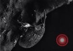 Standbild Boll Weevil United States USA, 1930, aus Sekunde 22 historischem Filmmaterial Videoclip 65675028373