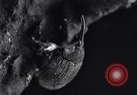 Standbild Boll Weevil United States USA, 1930, aus Sekunde 26 historischem Filmmaterial Videoclip 65675028373