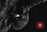 Standbild Boll Weevil United States USA, 1930, aus Sekunde 28 historischem Filmmaterial Videoclip 65675028373
