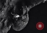 Standbild Boll Weevil United States USA, 1930, aus Sekunde 29 historischem Filmmaterial Videoclip 65675028373