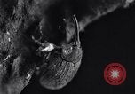 Standbild Boll Weevil United States USA, 1930, aus Sekunde 30 historischem Filmmaterial Videoclip 65675028373