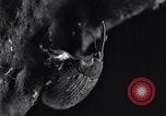Standbild Boll Weevil United States USA, 1930, aus Sekunde 33 historischem Filmmaterial Videoclip 65675028373