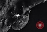 Standbild Boll Weevil United States USA, 1930, aus Sekunde 34 historischem Filmmaterial Videoclip 65675028373