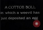 Standbild Boll Weevil United States USA, 1930, aus Sekunde 35 historischem Filmmaterial Videoclip 65675028373