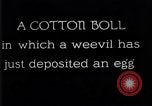 Standbild Boll Weevil United States USA, 1930, aus Sekunde 36 historischem Filmmaterial Videoclip 65675028373