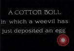 Standbild Boll Weevil United States USA, 1930, aus Sekunde 37 historischem Filmmaterial Videoclip 65675028373