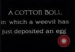 Standbild Boll Weevil United States USA, 1930, aus Sekunde 38 historischem Filmmaterial Videoclip 65675028373