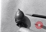 Standbild Boll Weevil United States USA, 1930, aus Sekunde 50 historischem Filmmaterial Videoclip 65675028373
