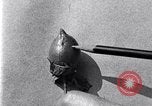 Standbild Boll Weevil United States USA, 1930, aus Sekunde 51 historischem Filmmaterial Videoclip 65675028373