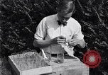 Standbild Boll Weevil United States USA, 1930, aus Sekunde 56 historischem Filmmaterial Videoclip 65675028374