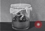 Image of Boll Weevil United States USA, 1930, second 10 stock footage video 65675028375