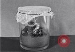 Image of Boll Weevil United States USA, 1930, second 11 stock footage video 65675028375