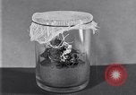 Image of Boll Weevil United States USA, 1930, second 12 stock footage video 65675028375