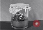 Image of Boll Weevil United States USA, 1930, second 13 stock footage video 65675028375
