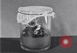 Image of Boll Weevil United States USA, 1930, second 14 stock footage video 65675028375