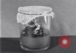 Image of Boll Weevil United States USA, 1930, second 15 stock footage video 65675028375