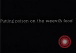 Image of Boll Weevil United States USA, 1930, second 37 stock footage video 65675028375