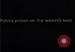 Image of Boll Weevil United States USA, 1930, second 38 stock footage video 65675028375