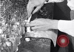 Image of Boll Weevil United States USA, 1930, second 45 stock footage video 65675028375