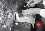 Image of Boll Weevil United States USA, 1930, second 47 stock footage video 65675028375