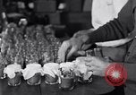 Image of Boll Weevil United States USA, 1930, second 59 stock footage video 65675028375