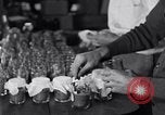 Image of Boll Weevil United States USA, 1930, second 60 stock footage video 65675028375