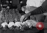 Image of Boll Weevil United States USA, 1930, second 61 stock footage video 65675028375