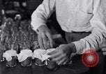 Image of Boll Weevil United States USA, 1930, second 62 stock footage video 65675028375