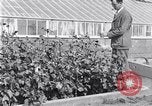 Image of Boll Weevil United States USA, 1930, second 12 stock footage video 65675028376