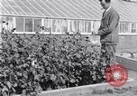 Image of Boll Weevil United States USA, 1930, second 13 stock footage video 65675028376