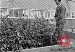 Image of Boll Weevil United States USA, 1930, second 14 stock footage video 65675028376