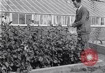 Image of Boll Weevil United States USA, 1930, second 15 stock footage video 65675028376