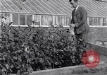 Image of Boll Weevil United States USA, 1930, second 16 stock footage video 65675028376