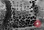 Image of Boll Weevil United States USA, 1930, second 18 stock footage video 65675028376