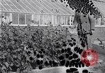 Image of Boll Weevil United States USA, 1930, second 22 stock footage video 65675028376