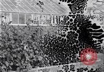 Image of Boll Weevil United States USA, 1930, second 23 stock footage video 65675028376