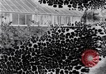 Image of Boll Weevil United States USA, 1930, second 27 stock footage video 65675028376