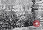 Image of Boll Weevil United States USA, 1930, second 28 stock footage video 65675028376