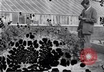 Image of Boll Weevil United States USA, 1930, second 30 stock footage video 65675028376