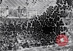 Image of Boll Weevil United States USA, 1930, second 31 stock footage video 65675028376