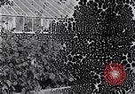 Image of Boll Weevil United States USA, 1930, second 32 stock footage video 65675028376