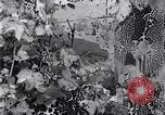 Image of Boll Weevil United States USA, 1930, second 33 stock footage video 65675028376