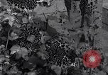 Image of Boll Weevil United States USA, 1930, second 35 stock footage video 65675028376