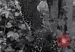 Image of Boll Weevil United States USA, 1930, second 37 stock footage video 65675028376
