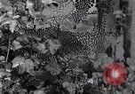 Image of Boll Weevil United States USA, 1930, second 38 stock footage video 65675028376