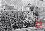 Image of Boll Weevil United States USA, 1930, second 43 stock footage video 65675028376
