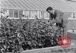 Image of Boll Weevil United States USA, 1930, second 44 stock footage video 65675028376